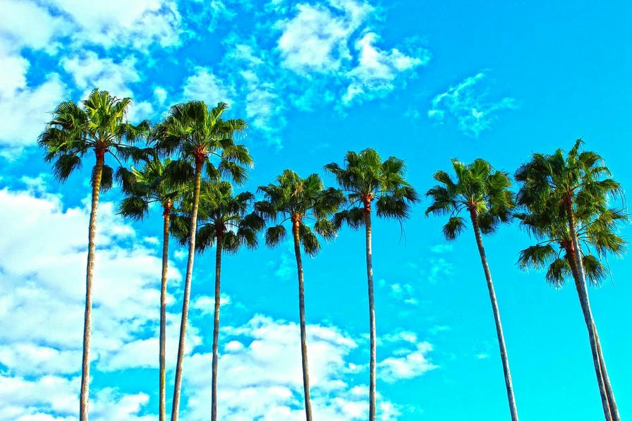 rent a car in Florida